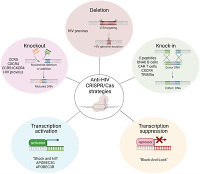 Application of CRISPR/Cas Genomic Editing Tools for HIV Therapy: Toward Precise Modifications and Multilevel Protection